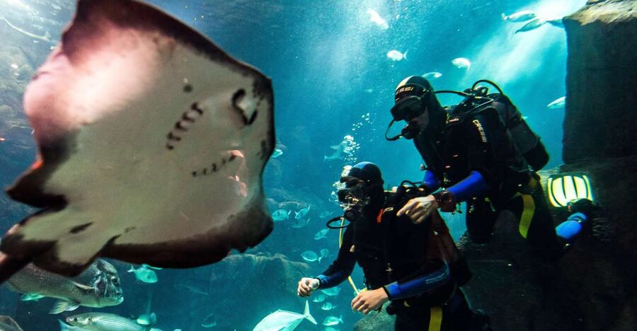 Porto Moniz: Diving with Sharks and Rays in Madeira Aquarium - What your three hours in Porto Moniz look like