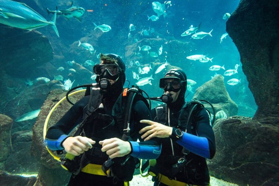 Porto Moniz: Diving with Sharks and Rays in Madeira Aquarium - Getting comfortable in the natural ocean pool