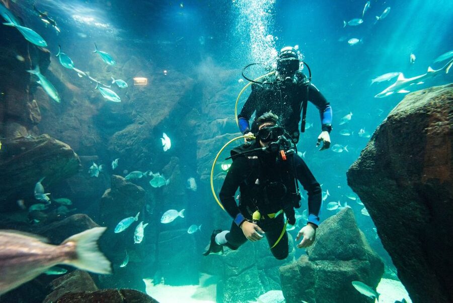 Porto Moniz: Diving with Sharks and Rays in Madeira Aquarium - Entering the main tank with sharks and rays