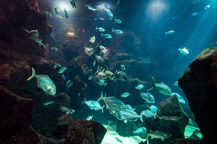 Porto Moniz: Diving with Sharks and Rays in Madeira Aquarium - Starting with the aquarium and its sea life