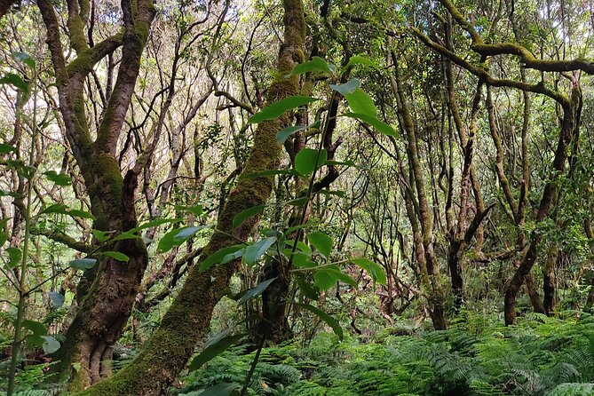 PR9 Caldeirão Verde Queimadas Levada Self-Guided Hiking Transfer - Who should book this hike?
