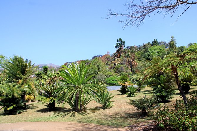 Private Botanical Garden Tour - A smart way to reach Madeira Botanical Garden