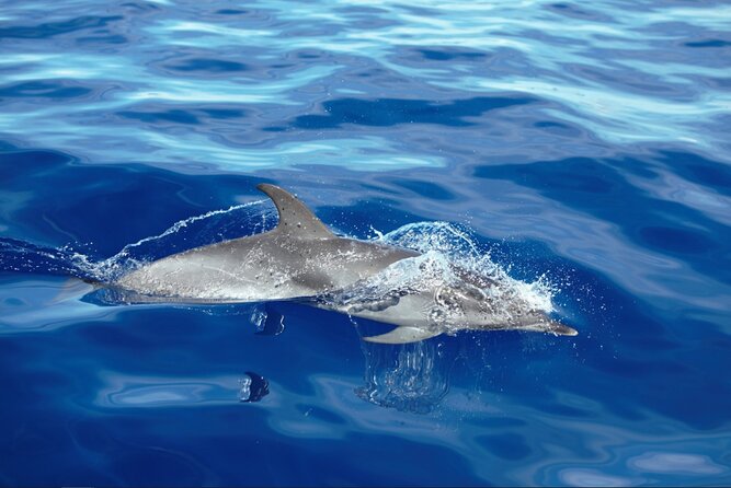 Private Dolphin and Whale Watching Tour in Madeira - Setting out from Calheta Marina