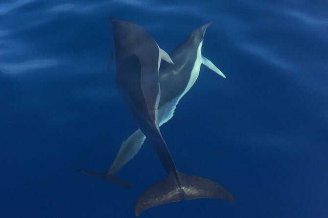 Private Dolphin and Whale Watching Tour in Madeira - Swimming and snorkeling along the coast