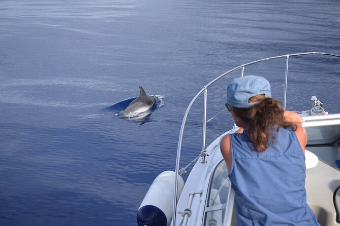 Private Dolphin and Whale Watching Tour in Madeira - Families, children, and comfort onboard