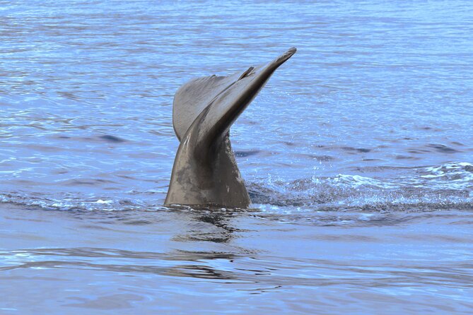 Private Dolphin and Whale Watching Tour in Madeira - Weather and wildlife are part of the decision