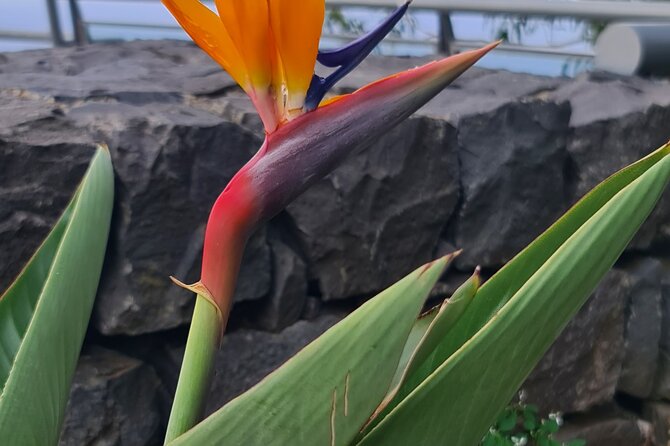 Private Full Day Island Tour in Madeira - Guindaste, Santana, and São Jorge