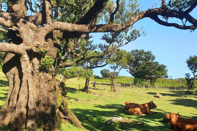 Private Full Day Tour by Jeep 4x4 West Side Madeira - The driving is part of the experience