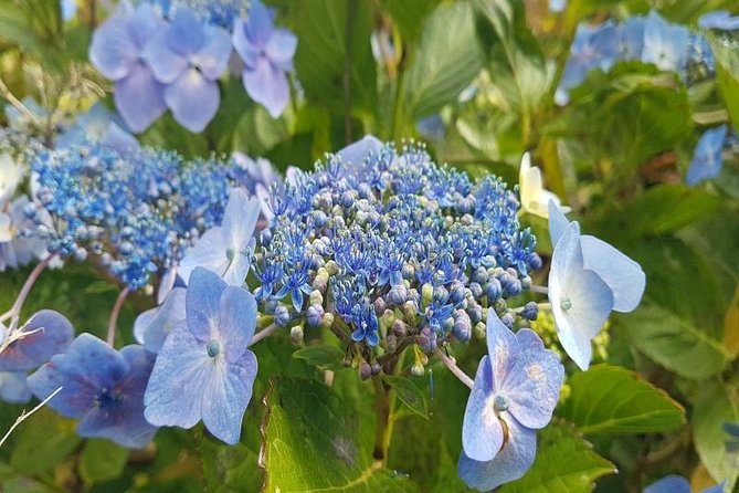 Private Halfday Flower Palheiro Gardens Tour - Timing, comfort, and practical limits