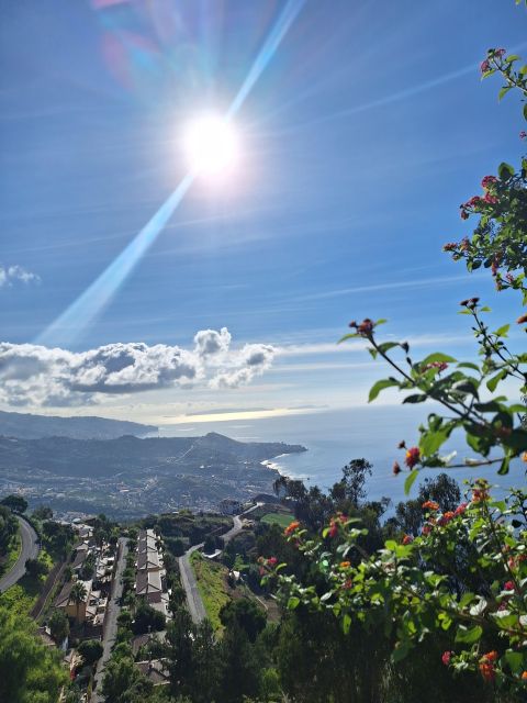 Private Madeira Highlights Full Day Tour - Fanal Forest slows the rhythm
