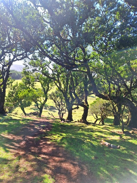 Private Madeira Highlights Full Day Tour - The guide and vehicle make the real difference