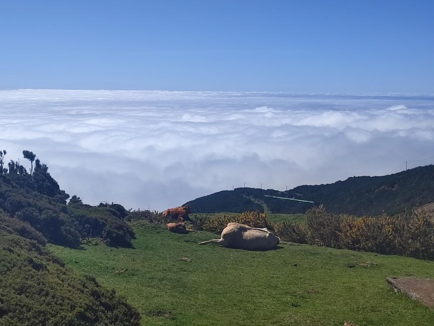 Private Minubus 8 seater - Choose west for cliffs, forest, and Porto Moniz