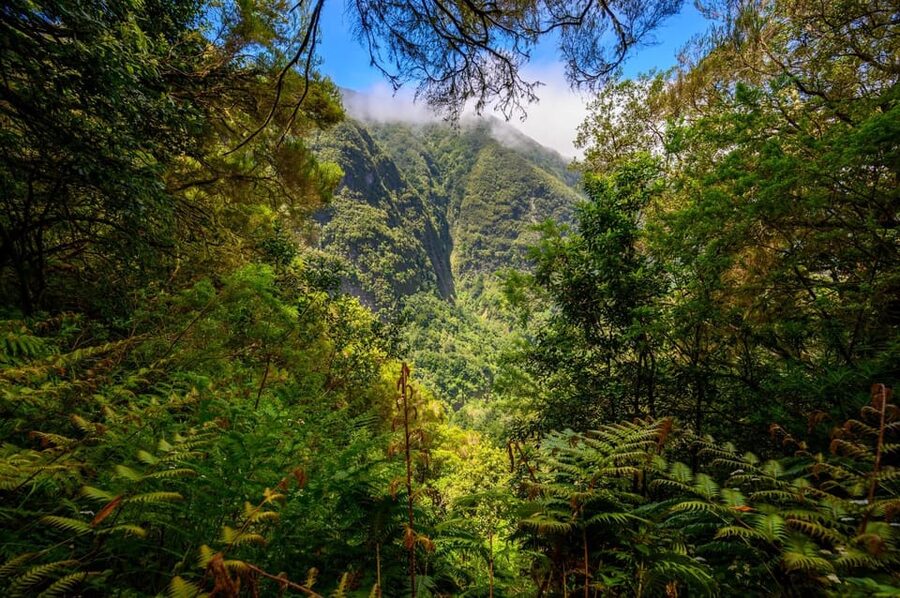 Queimadas Caldeirão Verde Madeira Island Walk - Following Madeira’s levadas from Queimadas
