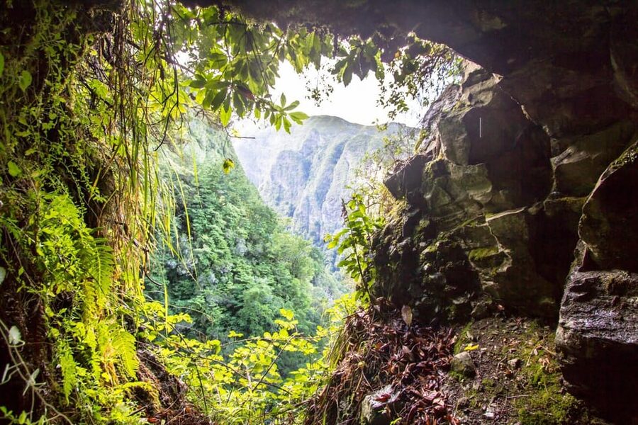 Queimadas Caldeirão Verde Madeira Island Walk - What the Laurisilva forest adds to the walk