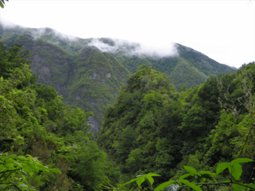Queimadas Caldeirão Verde Walking tour with guide - Following the levada through Laurissilva forest