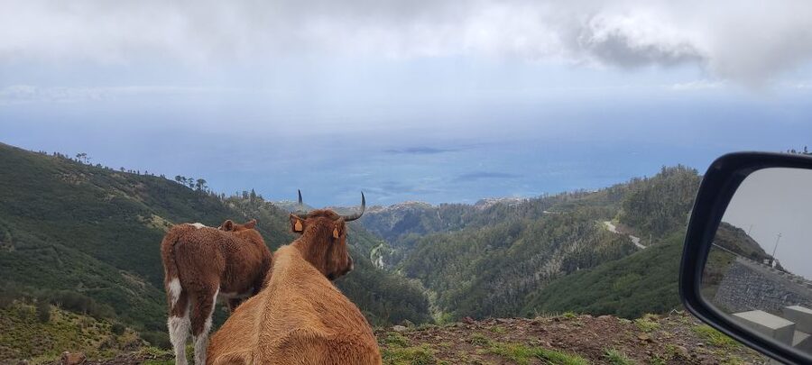Rabaçal: 25 Fontes & Risco Levada Transfer Self-guided Hike - What you see along the levadas