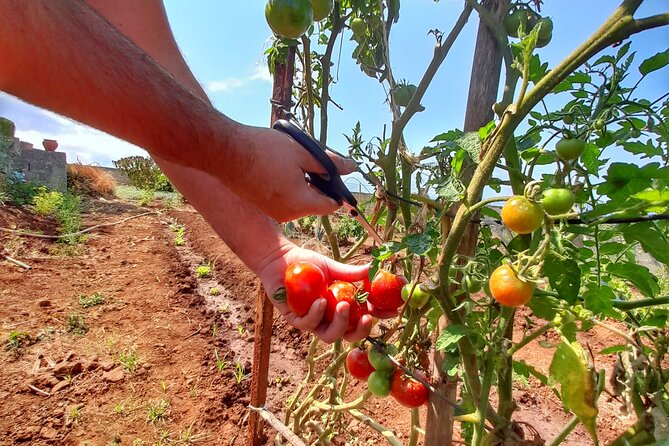 "Re-Canto" Farm-to-Table with Stunning Views at Madeira - Poncha first, then a walk through the farm