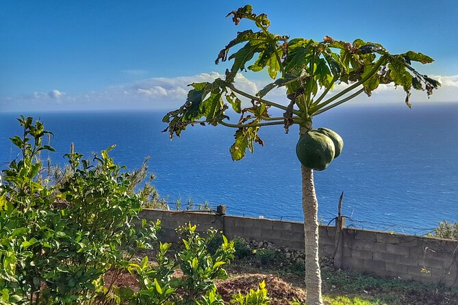 "Re-Canto" Farm-to-Table with Stunning Views at Madeira - Arriving in São Gonçalo at 6 pm