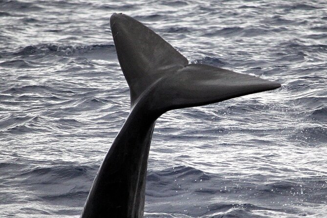 Responsible Whales and/or Dolphins Watching Tour - Why Madeira is such a good place for cetaceans