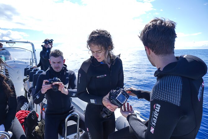 Responsible Whales and/or Dolphins Watching Tour - A responsible approach to wildlife