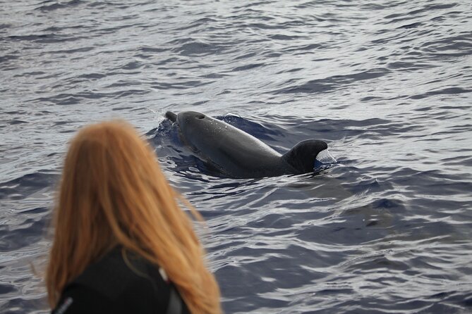 Responsible Whales and/or Dolphins Watching Tour - What happens after the first sighting