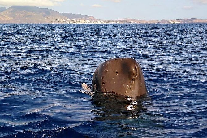 Responsible Whales and/or Dolphins Watching Tour - The guides make a major difference