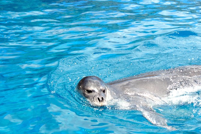 Responsible Whales and/or Dolphins Watching Tour - Is $59.28 good value?