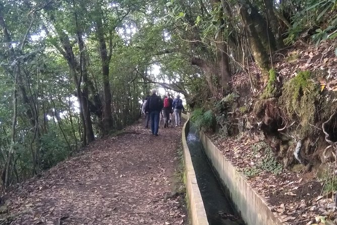 Ribeiro Frio - Portela - Inside the Laurissilva Forest