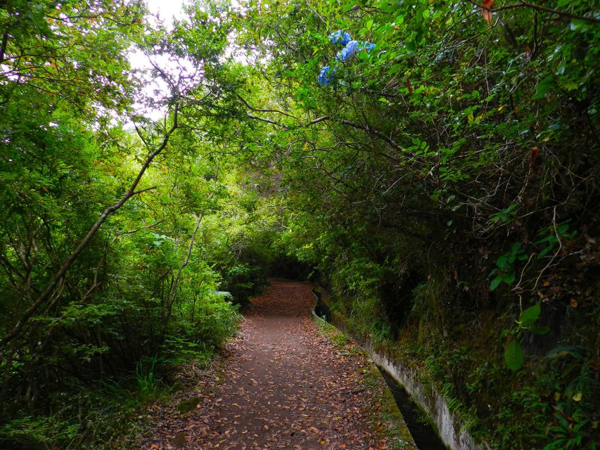 Ribeiro Frio / Portela - Levada Walk - Key points to know before you book
