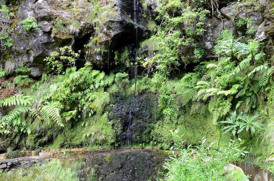 Ribeiro Frio / Portela - Levada Walk - What the guide adds to the walk