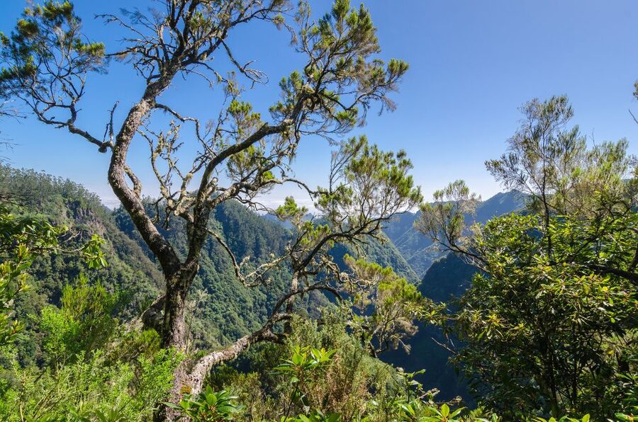 Ribeiro Frio / Portela - Levada Walk - Who will enjoy this walk most?