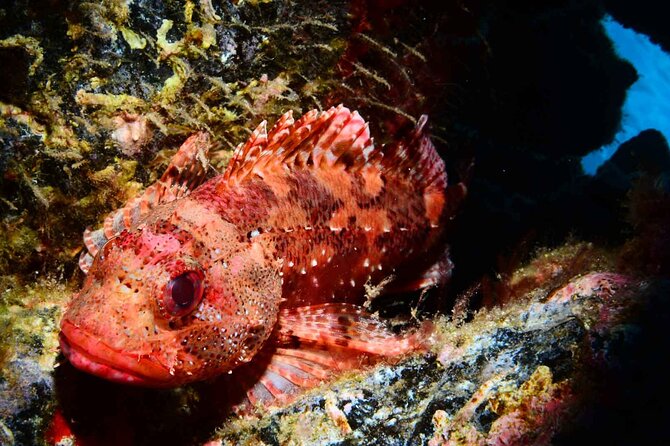 Scuba Diving Experience for Beginners in Ponta de São Lourenço - Key points to know before booking