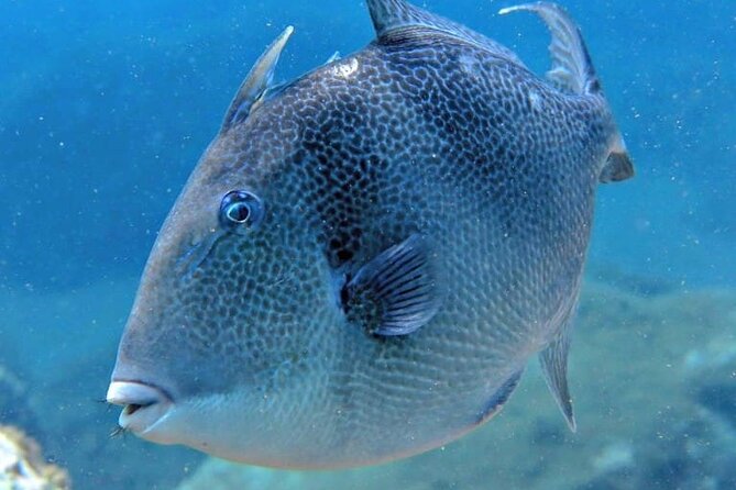 Scuba Diving Experience for Beginners in Ponta de São Lourenço - The reef session and the 12-meter limit