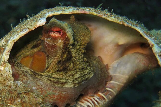 Scuba Diving Experience for Beginners in Ponta de São Lourenço - Marine life you might see at the private reef