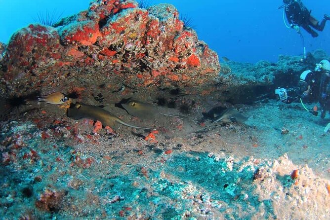 Scuba Diving Experience for Beginners in Ponta de São Lourenço - Safety, comfort, and medical requirements