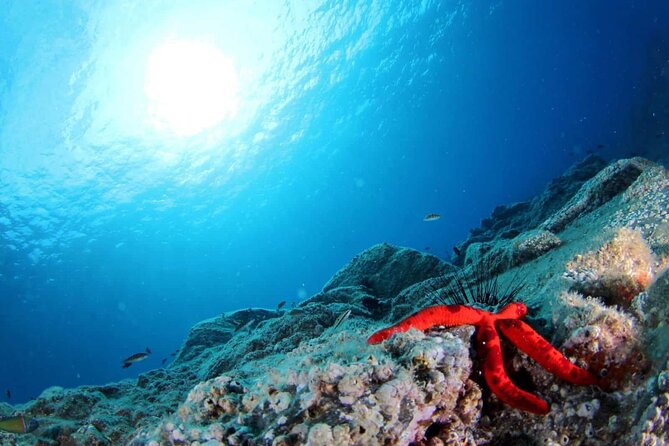 Scuba Diving Experience for Beginners in Ponta de São Lourenço - Is $102.13 a fair price?