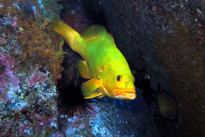 Scuba Diving Experience in Madeira - From classroom basics to Madeira’s sea