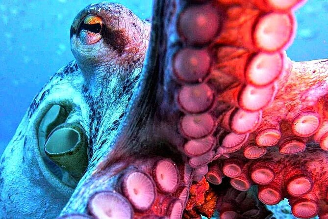 Scuba Diving Experience in Madeira - What the $50.81 price includes