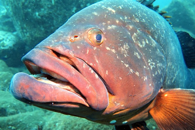 Scuba Diving Experience in Madeira - Practical planning before you book