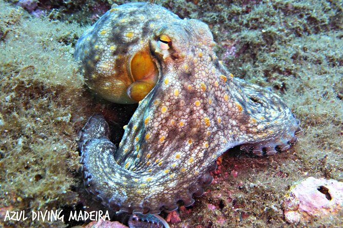 Scuba Diving Experience in Madeira - Should you book this Madeira scuba experience?