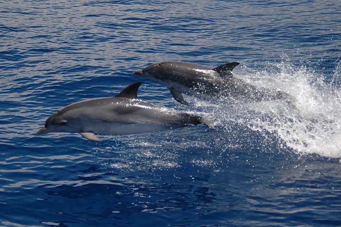 Seaborn Catamaran trips - Cabo Girão and Madeira from the sea