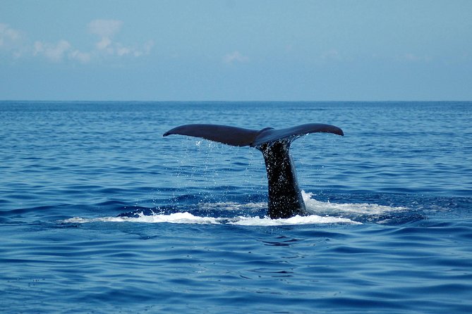 Seaborn Catamaran trips - The summer swim and what to pack