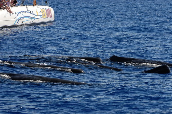 Seaborn Catamaran trips - Watching dolphins and whales near Madeira