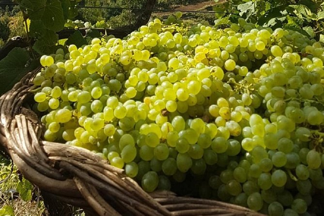 Signature Wine Tastings, Skywalk, Nature 4x4 Open Roof Expedition - Câmara de Lobos and Madeira’s fortified wine