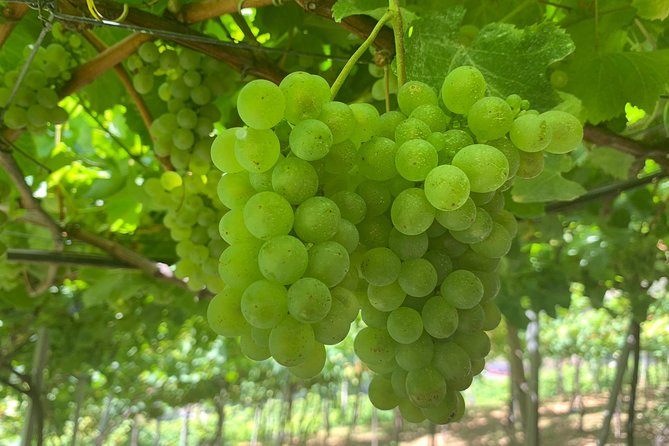 Signature Wine Tastings, Skywalk, Nature 4x4 Open Roof Expedition - What the guides add to the day