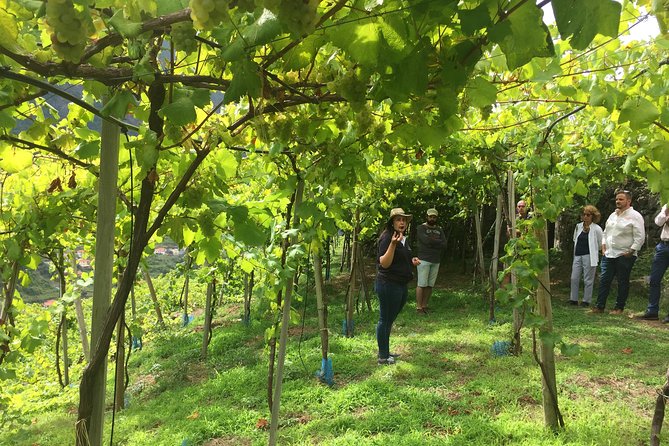 Signature Wine Tastings, Skywalk, Nature 4x4 Open Roof Expedition - Who should book this Madeira tour?