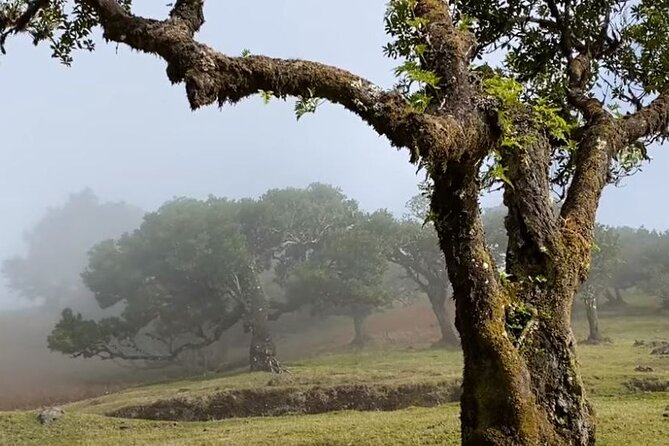 Small Group West Tour Waterfalls & Fanal Forest Tour - São Vicente and the north coast