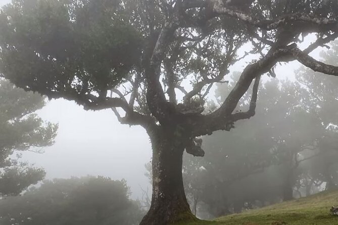 Small Group West Tour Waterfalls & Fanal Forest Tour - Brides Veil waterfall and Serra de Água