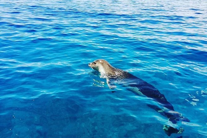 Snorkelling Trip at Ponta de São Lourenço Protected Area - Who will enjoy this Madeira snorkelling trip most