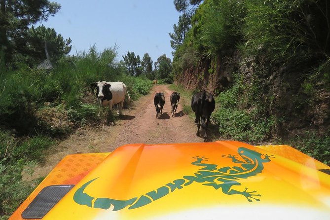 Southwest of Madeira and Calheta Paul do Mar 4x4 Full-Day Tour - Why a 4x4 is useful in southwest Madeira